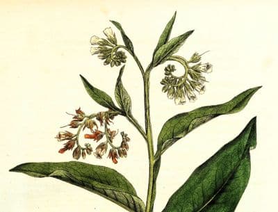 Antique Botanical Print COMMON COMFREY SYMPHYTUM  Large Curtis Vintage Art  1777