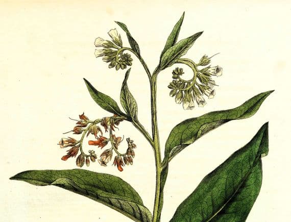 Antique Botanical Print COMMON COMFREY SYMPHYTUM  Large Curtis Vintage Art  1777