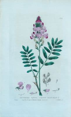 Antique Botanical Print  COMMON SAINFOIN Baxter Engraved Flower Print 1835