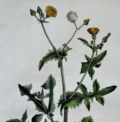 Antique Botanical Print COMMON SOWTHISTLE Curtis Large Flora Londinensis 1777