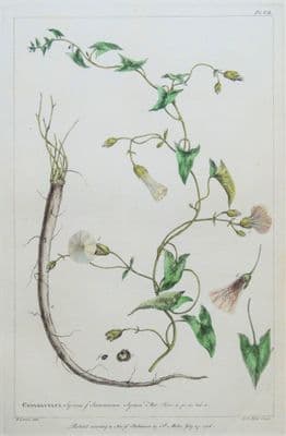 Antique Botanical Print CONVOLVULUS, SYRIAN BINDWEED, Miller Large  flower print 1760
