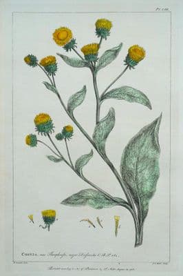 Antique Botanical Print CONYZA, FLEABANE Philip Miller vintage original 1760