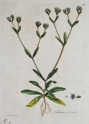 Antique Botanical Print CORN SALAD, VALERIANA LOCUSTA Botanical  Flora Londinensis 1777