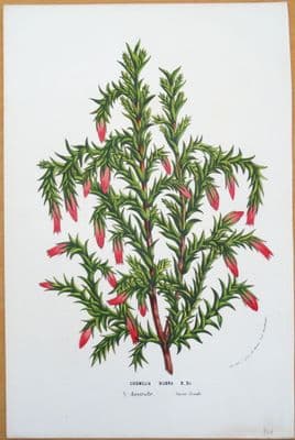 Antique Botanical Print COSMELIA RUBRA, SPINDLE HEATH,  Van Houtte Vintage   c1850