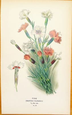 Antique Botanical Print COTTAGE PINK, DIANTHUS PLUMARIUS  Edward Step  1897