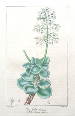 Antique Botanical Print CRASSULA LACTEA,FLOWERING LACTEA Bessa Original  c1820