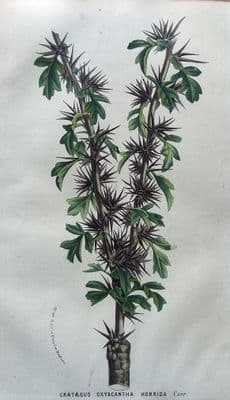Antique Botanical Print CRATAEGUS OXYACANTHA HORRIDA VAN HOUTTE 1859