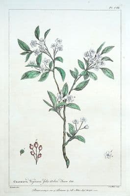 Antique Botanical Print CRATAEGUS, VIRGINIAN HAWTHORN Philip Miller vintage 1760