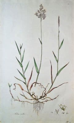 Antique Botanical Print CREEPING SOFT GRASS, HOLCUS MOLLIS, Curtis  Flora Londinensis 1777