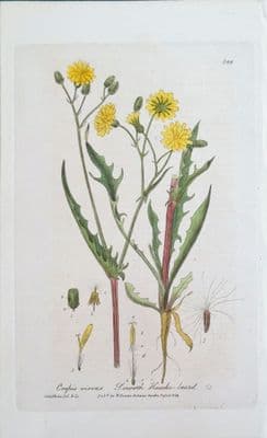 Antique Botanical Print CREPIS VIRENS Baxter engraved Vintage Flower Print 1840