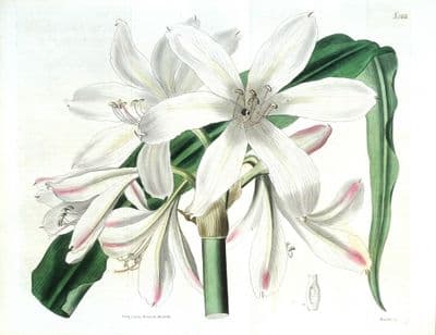 Antique Botanical Print CRINUM CAREYANUM LILY  Original Curtis Large Size 1824