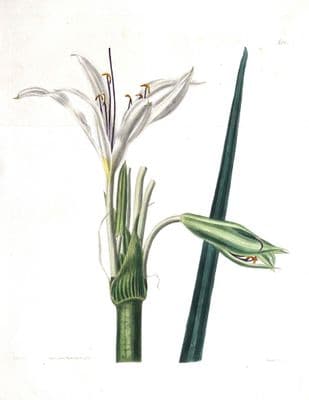 Antique Botanical Print CRINUM CONFERTUM LILY  Original Curtis Large Size 1824