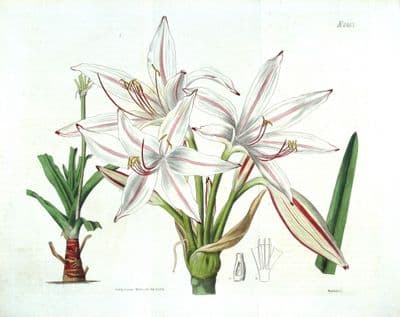 Antique Botanical Print CRINUM LILY Original Curtis Hand Colour Large Size 1824