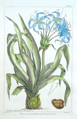 Antique Botanical Print CRINUM, SWAMP LILY Philip Miller vintage old 1760