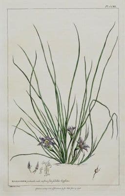 Antique Botanical Print CROCUS, BULBOCODIUM, Miller Large flower print 1760