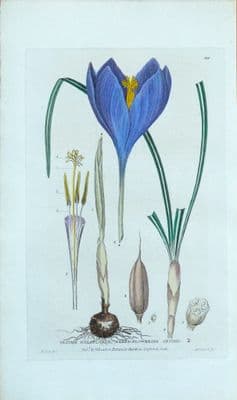 Antique Botanical Print CROCUS NUDIFLORUS Baxter Engraved Flower Print 1835