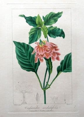 Antique Botanical Print CROSSANDRA UNDULOEFOLIA , Pancrace Bessa  c1820
