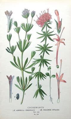 Antique Botanical Print CROSSWORTS ASPERULA ORIENTALIS,PHUOPSIS STYLOSA 1897