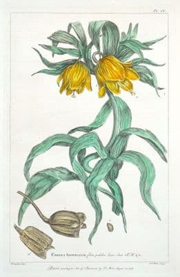 Antique Botanical Print CROWN IMPERIAL Philip Miller old vintage original 1760