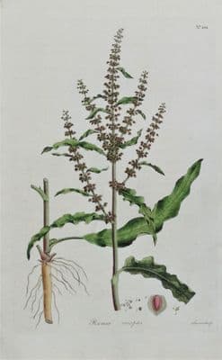 Antique Botanical Print CURLED DOCK, Rumex Crispus Curtis Flora Londinensis 1777