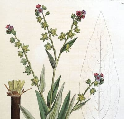 Antique Botanical Print  CYNOGLOSSUM HOUNDSTONGUE  Curtis Flora Londinensis 1777