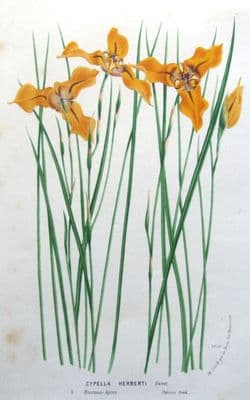 Antique Botanical Print CYPELLA HERBERTI, South America Van Houtte Flower Print c1850