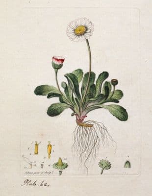 Antique Botanical Print DAISY BELLIS PERENNIS  Curtis Flora Londinensis 1777