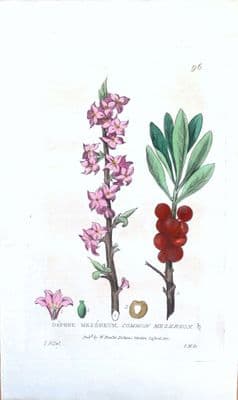 Antique Botanical Print DAPHNE MEZEREUM  Baxter Engraved Flower Print 1834
