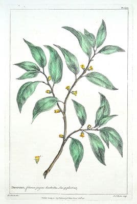 Antique Botanical Print DIOSPYRUS, PERSIMMON Philip Miller vintage old 1760
