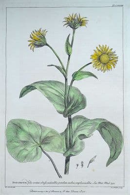 Antique Botanical Print DORONICUM LEOPARDS BANE Miller large old vintage 1760