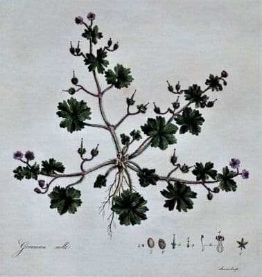 Antique Botanical Print DOVESFOOT GERANIUM Curtis Large  Flora Londinensis 1777