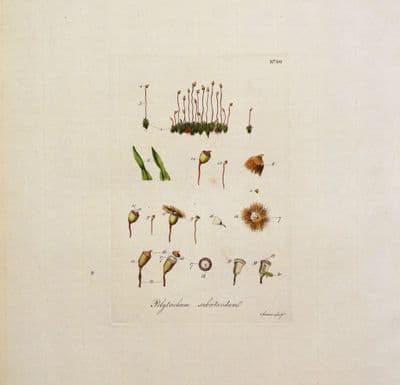 Antique Botanical Print DWARF POLYTRICHUM  MOSS Curtis Flora Londinensis 1777