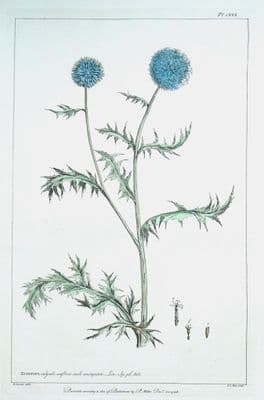 Antique Botanical Print ECHINOPS, GLOBE THISTLE Philip Miller large vintage 1760