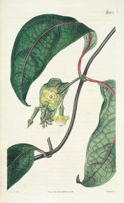 Antique Botanical Print ECHITES PANDURATUS Original Hand Coloured Curtis  1824