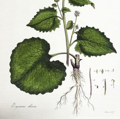 Antique Botanical Print ERYSIMUM ALLIARIA Curtis Flora Londinensis 1777
