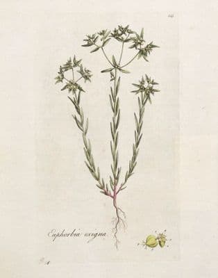 Antique Botanical Print EUPHORBIA EXIGUA SPURGE Curtis Flora Londinensis 1777
