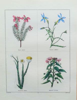 Antique Botanical Print EVERLASTING,ERICA ,BLUE STAR  Vintage Engraving 1831