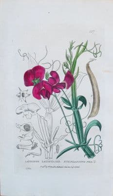 Antique Botanical Print EVERLASTING SWEET PEA  Lathyrus Baxter Flower Print 1835