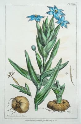 Antique Botanical Print FERRARIA, STARFISH IRIS Philip Miller original old 1760