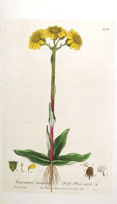 Antique Botanical Print FIELD FLEA WORT Baxter Engraved  Wild Flower Print 1836