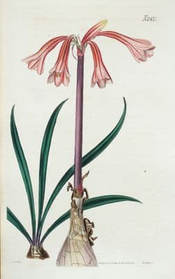 Antique Botanical Print FIRE LILY CYRTANTHUS Original Hand Coloured  Curtis 1824
