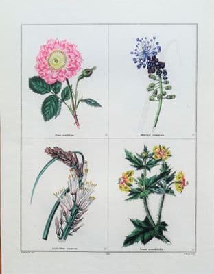 Antique Botanical Print FLOWERS,ROSE,GRAPE HYACINTH Original Vintage Engraving 1831