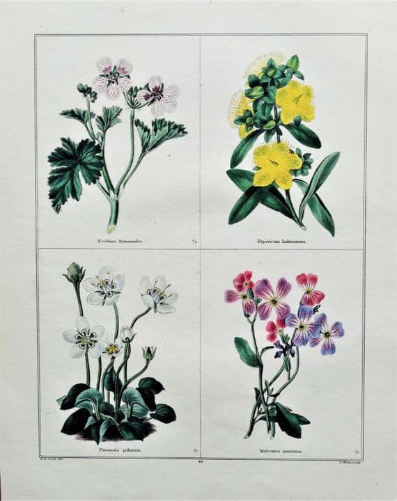 Antique Botanical Print FLOWERS, STORKS BILL, VIRGINIA STOCK, Original Vintage engraving 1831