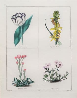 Antique Botanical Print FLOWERS,TULIP, PHLOX, DIOICA Original Vintage Engraving 1831