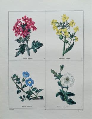Antique Botanical Print FLOWERS, VERBENA, PETUNIA Original Vintage engraving 1831
