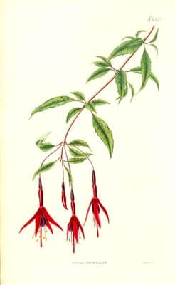 Antique Botanical Print FUSCHIA DECUSSATA Original Hand Coloured Curtis 1824
