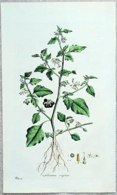 Antique Botanical Print GARDEN NIGHTSHADE Large Curtis Flora Londinensis 1777
