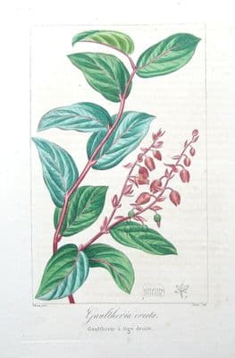 Antique Botanical Print GAULTHERIA ERECTA,  Pancrace  Bessa   c1820
