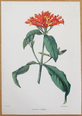 Antique Botanical Print GEISSOMERIA LONGIFLORA, The Illustrated Bouquet c1850
