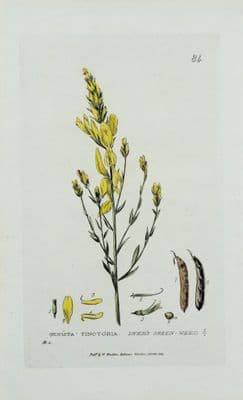 Antique Botanical Print GENISTA DYER'S BROOM Baxter Vintage Flower Art 1834